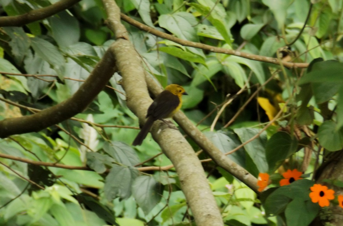 Yellow-headed Brushfinch - ML114263511