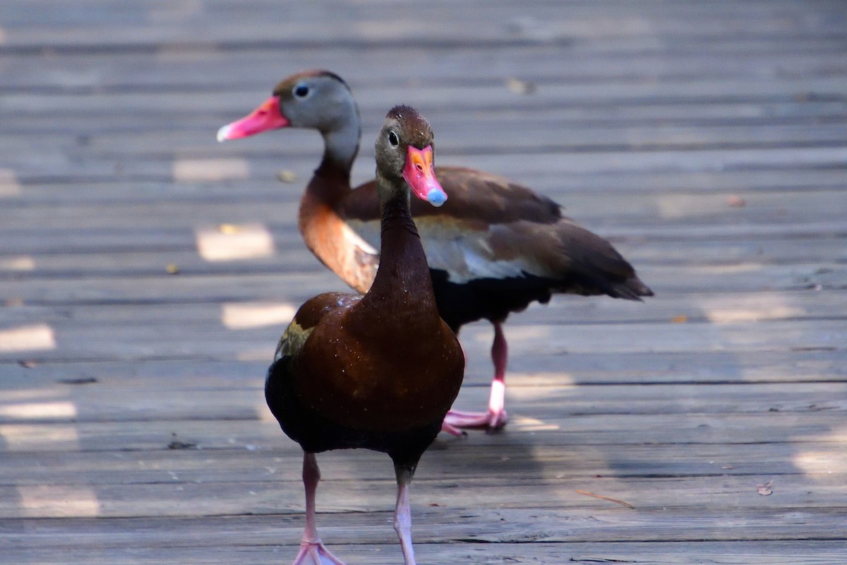 Black-bellied Whistling-Duck - Michael Coppola
