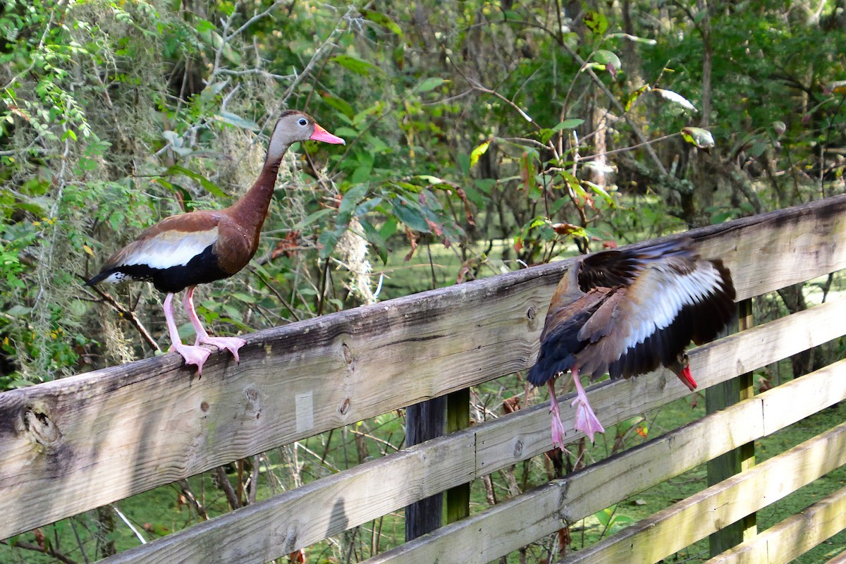 Black-bellied Whistling-Duck - Michael Coppola