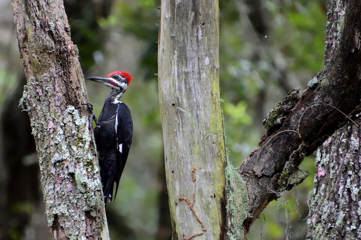 Pileated Woodpecker - Michael Coppola