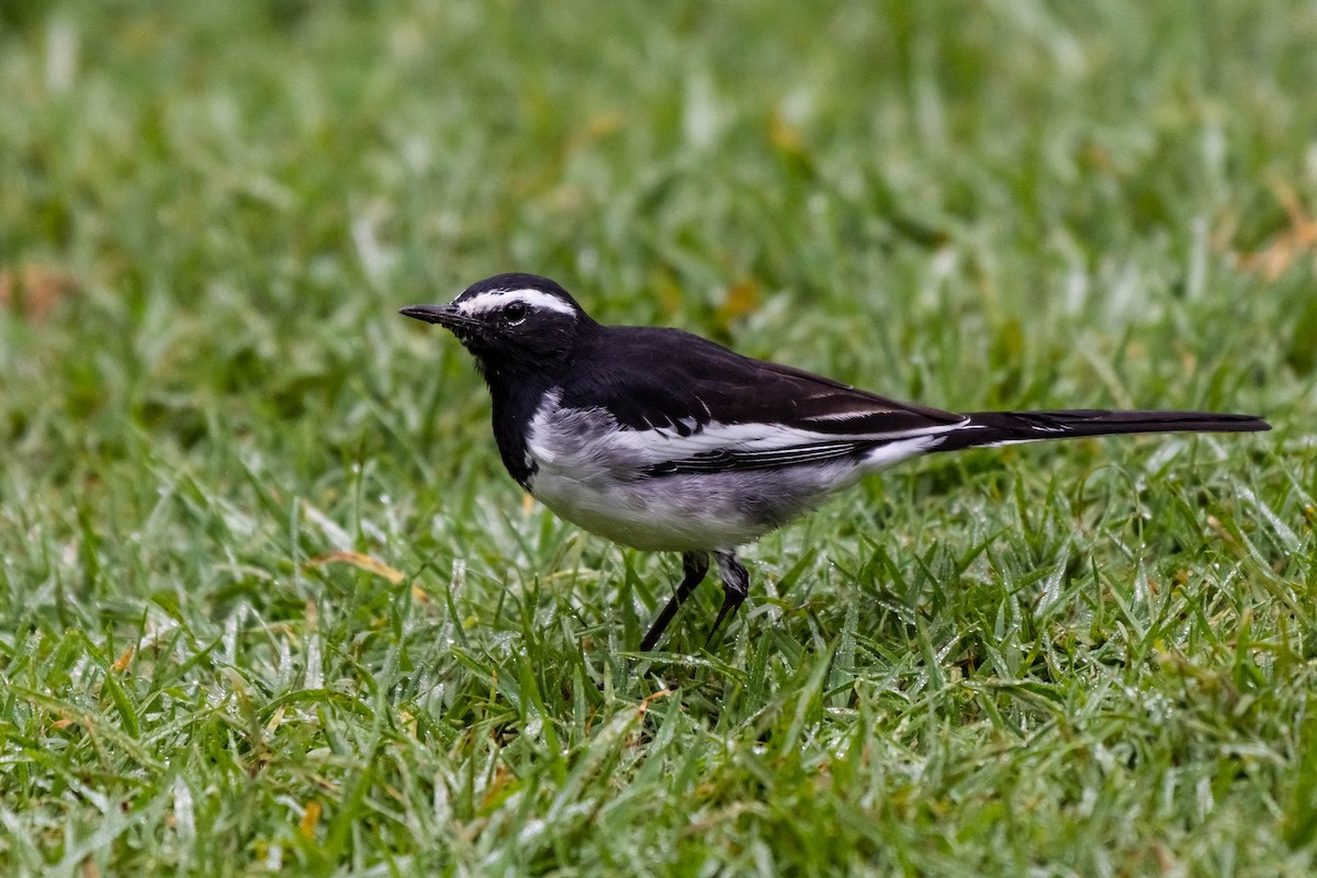 White-browed Wagtail - ML114266271