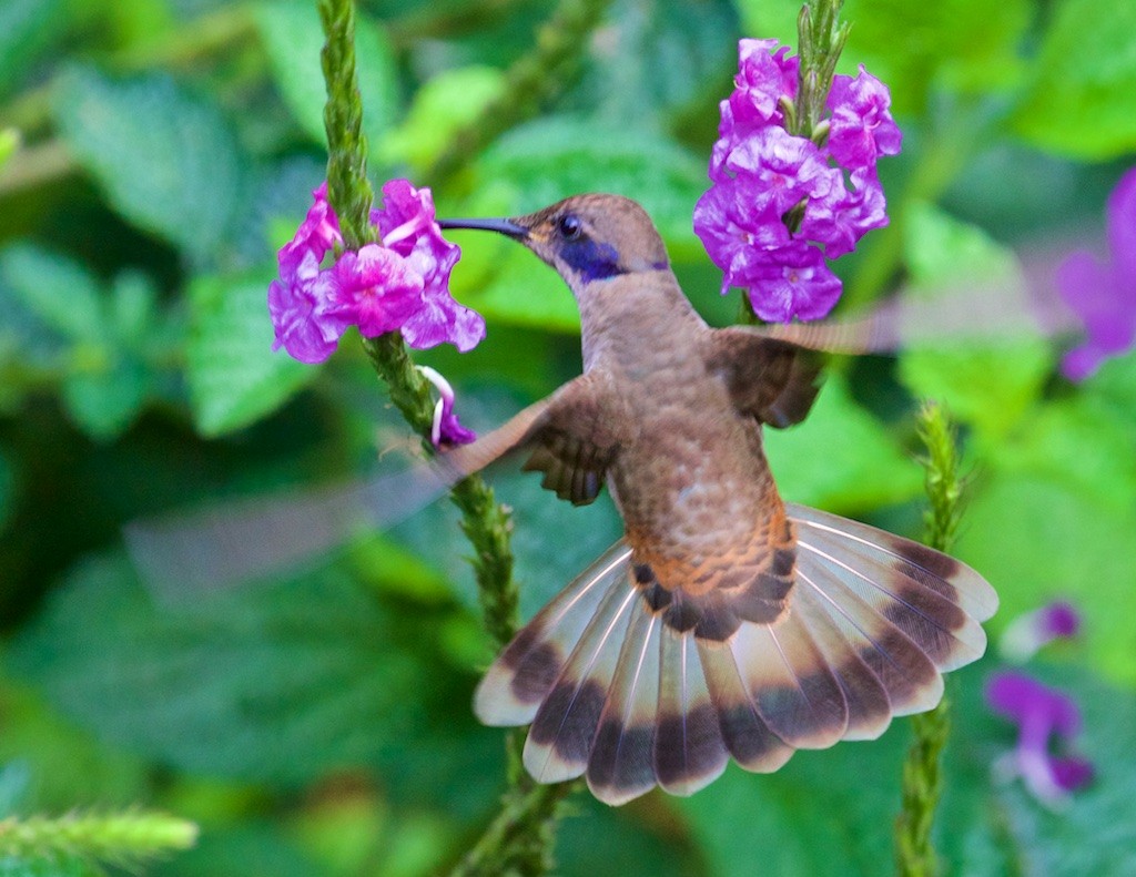 kolibřík fialovouchý - ML114268041
