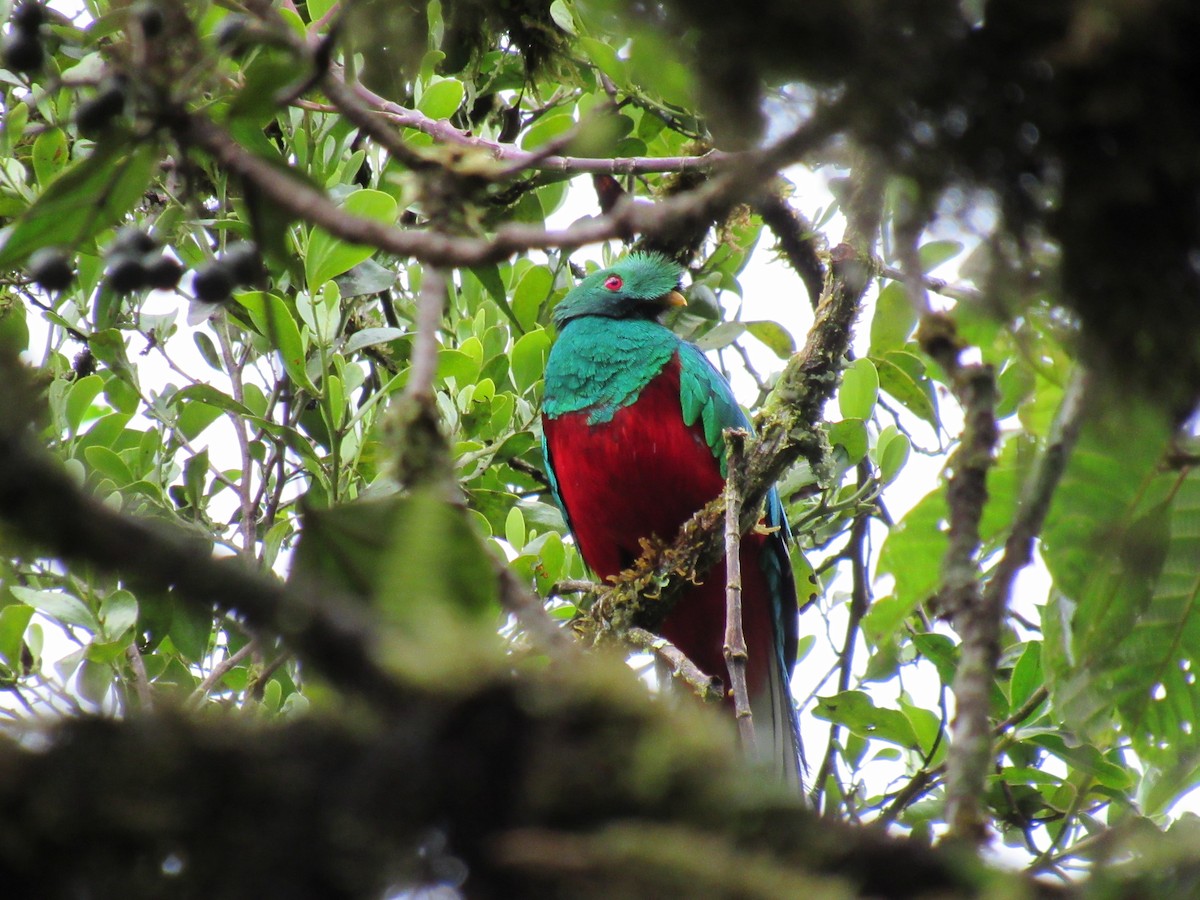 Crested Quetzal - pete wrublewski