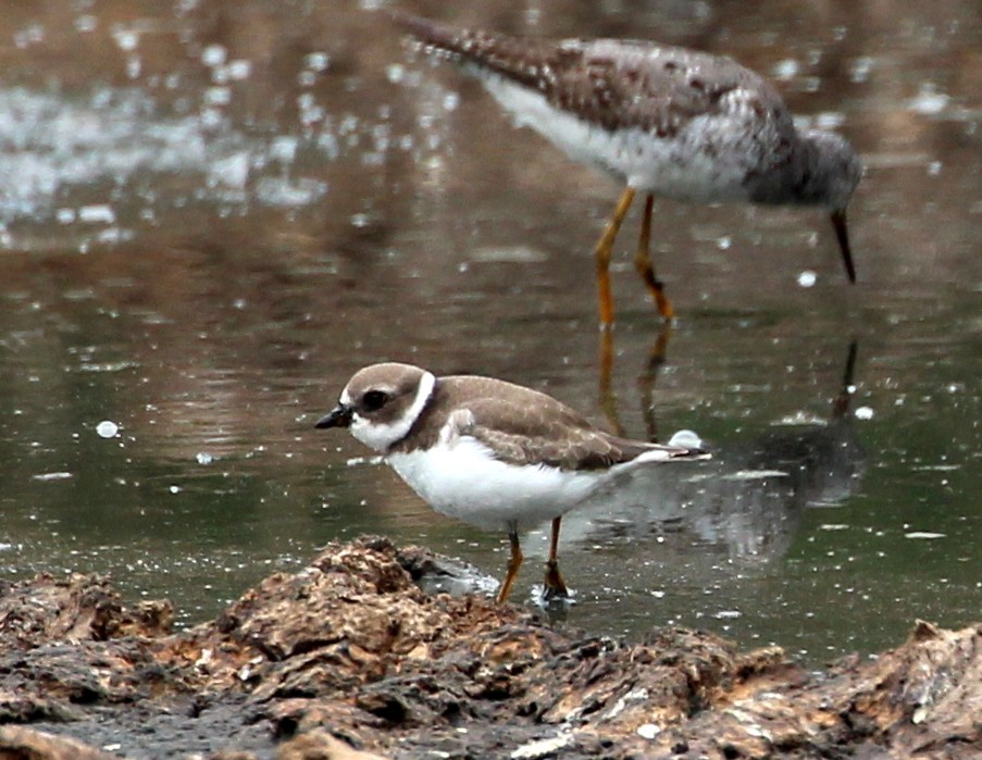 Semipalmated Plover - sam hough