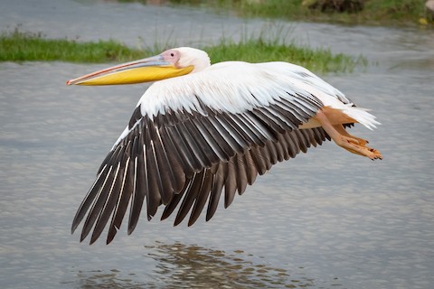 American White Pelican - eBird