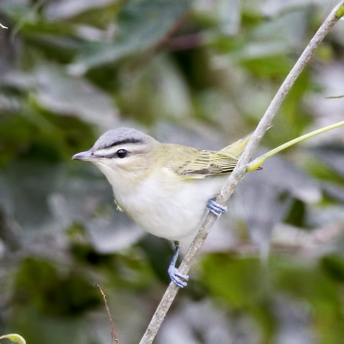 Red-eyed Vireo - Brian Peterson