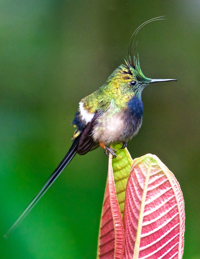 Wire-crested Thorntail - Ed Harper