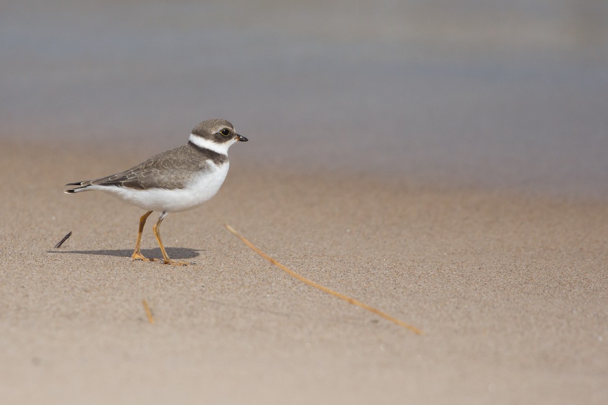 Semipalmated Plover - Aaron Yappert