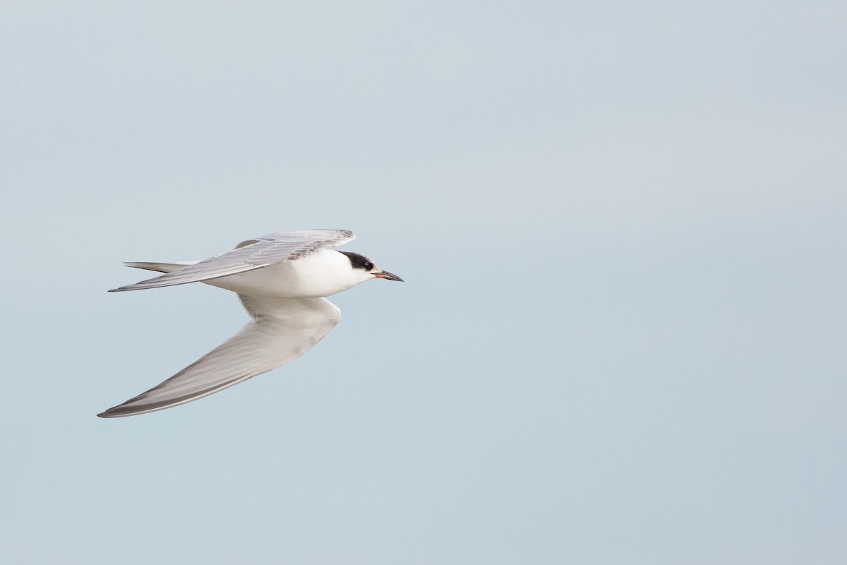 Common Tern - Aaron Yappert