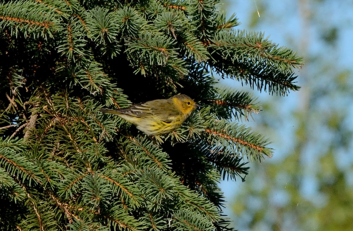 Cape May Warbler - ML114288641