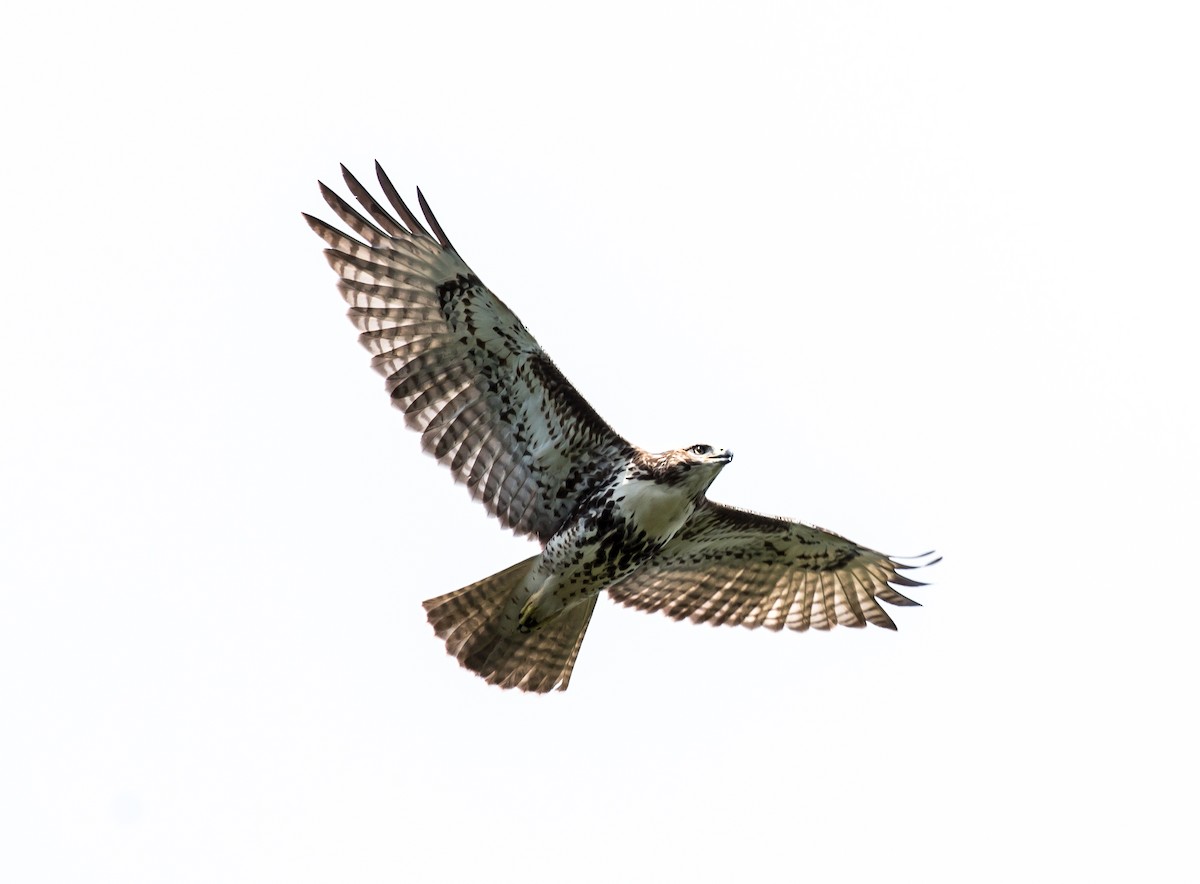 Red-tailed Hawk - Chase Bonanno