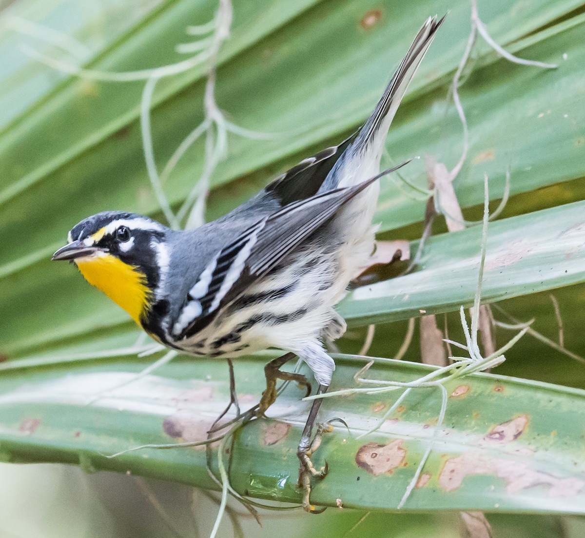 Yellow-throated Warbler - Chase Bonanno