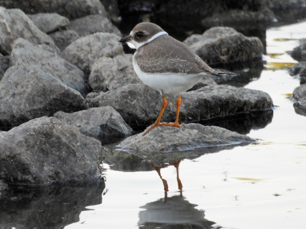 Semipalmated Plover - Nicole St-Amant