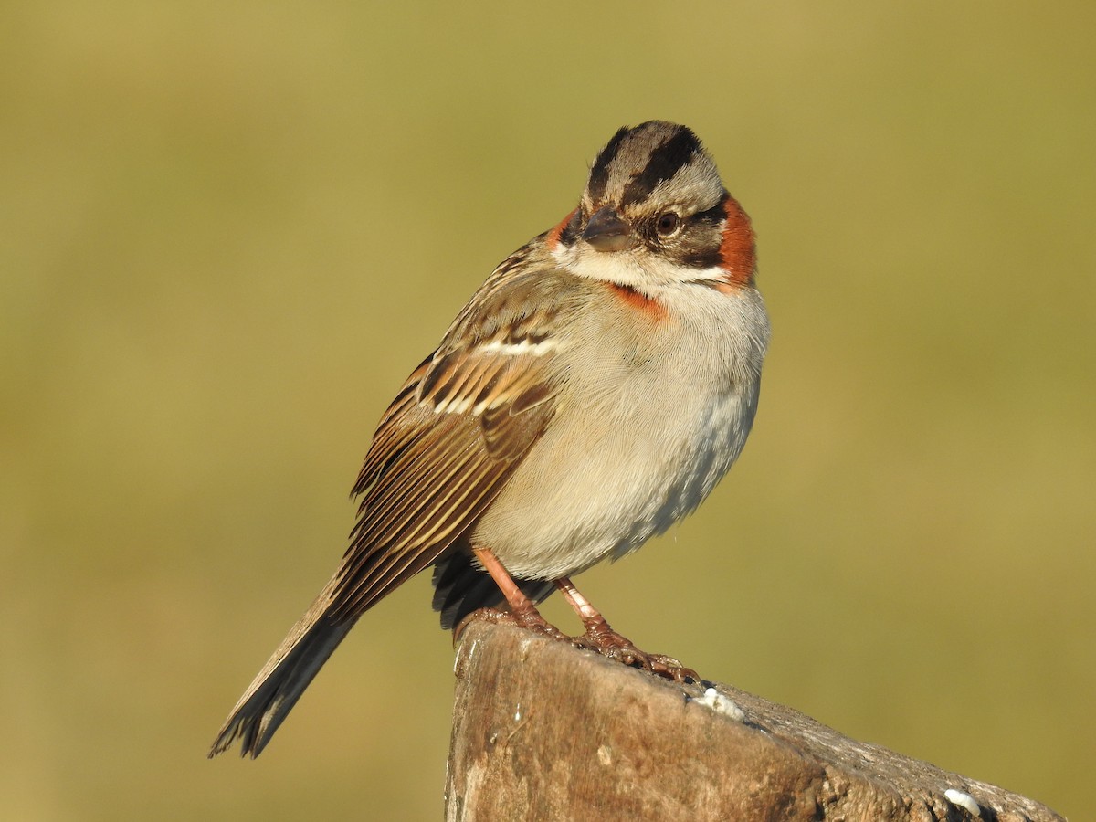 Rufous-collared Sparrow - ML114296101