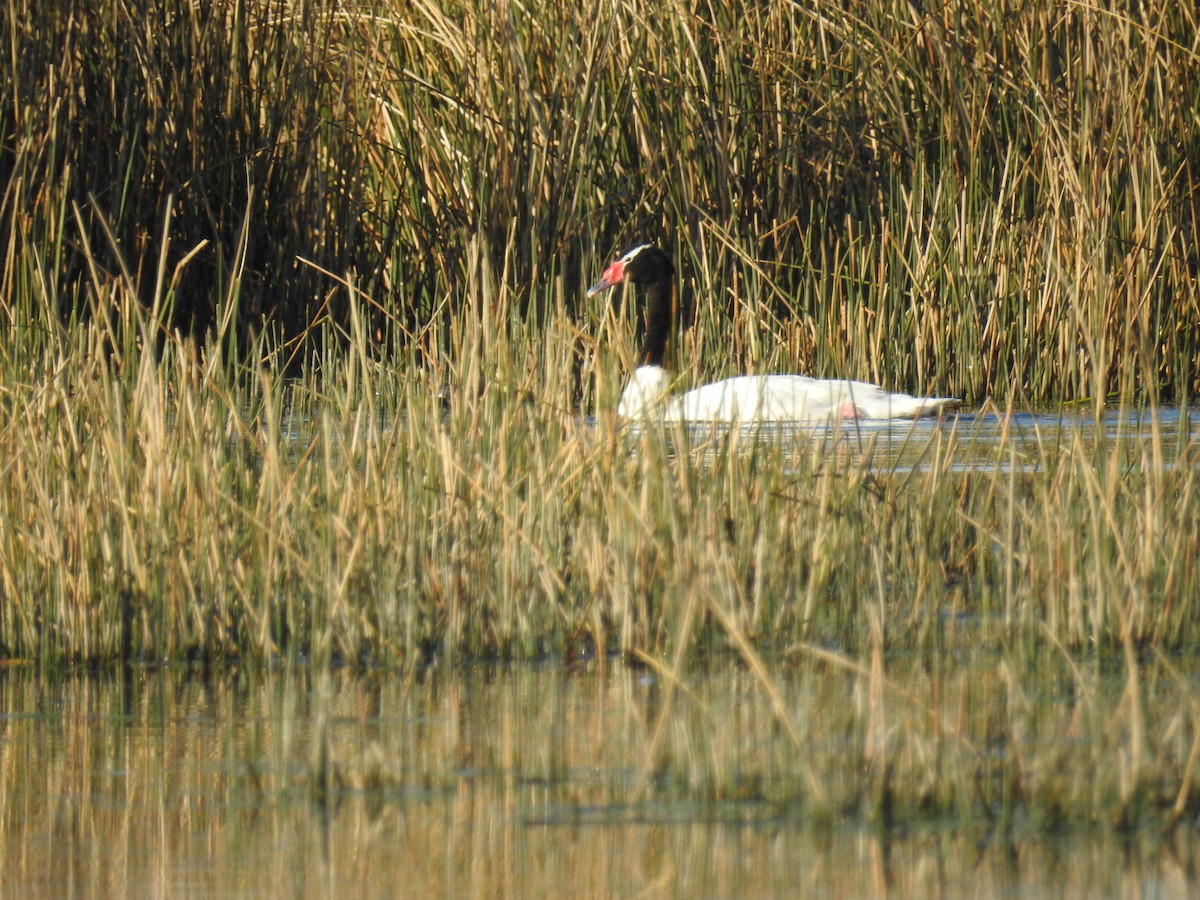 Black-necked Swan - ML114296221