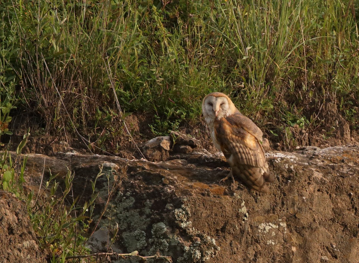 Barn Owl - Anuar López