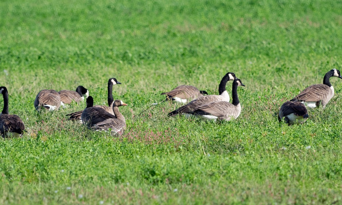 Greater White-fronted Goose - ML114299671