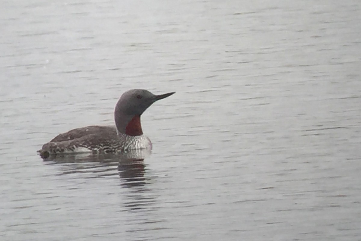 Red-throated Loon - Andrew Tyrrell