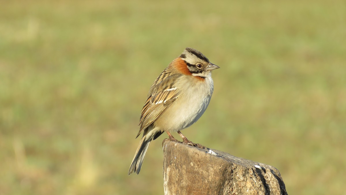Rufous-collared Sparrow - ML114304031