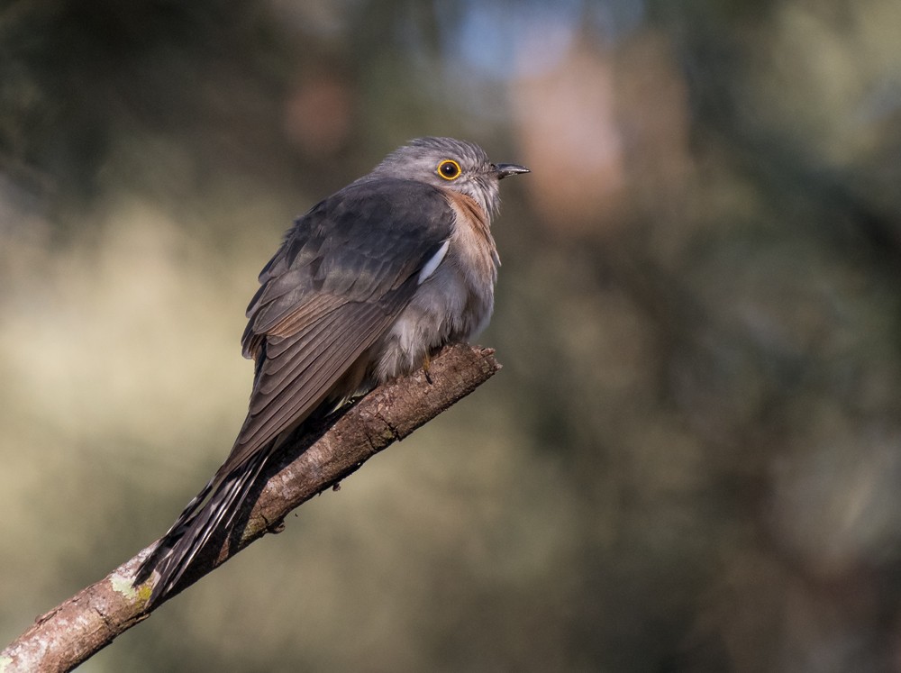 Fan-tailed Cuckoo - Matteo Grilli
