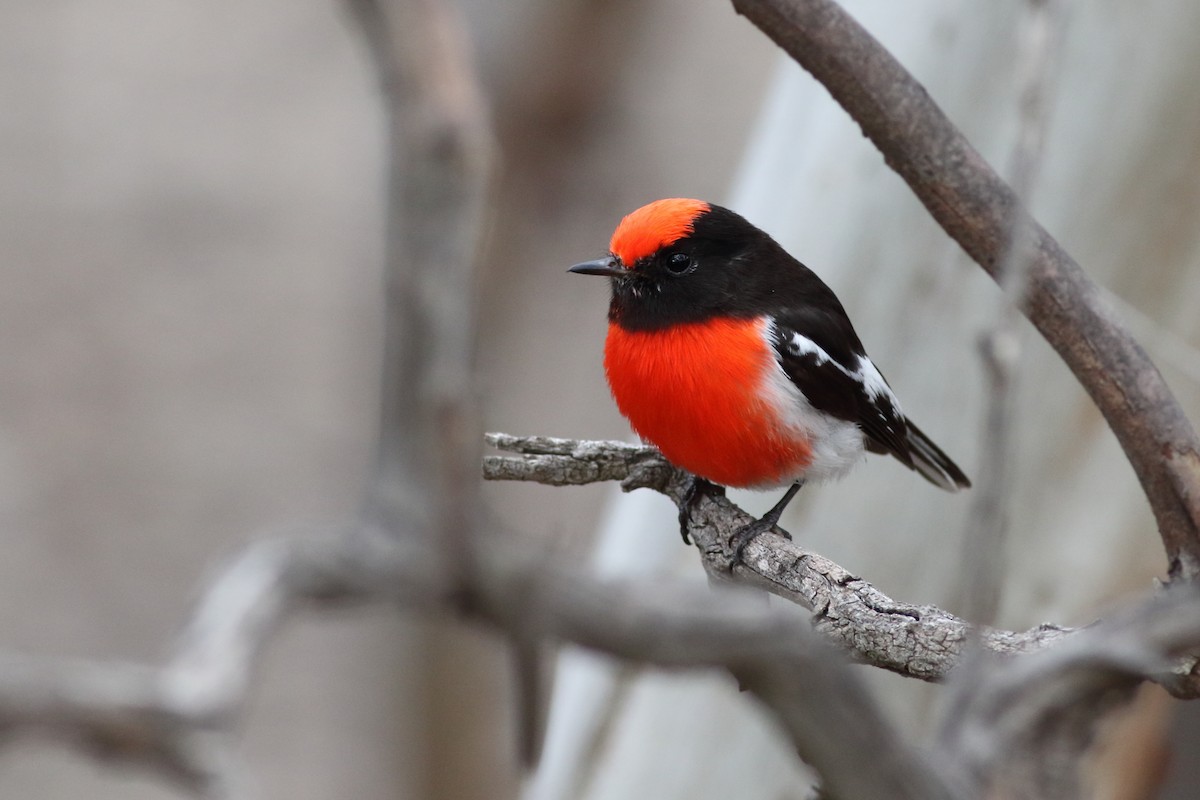 Red-capped Robin - Leigh Pieterse