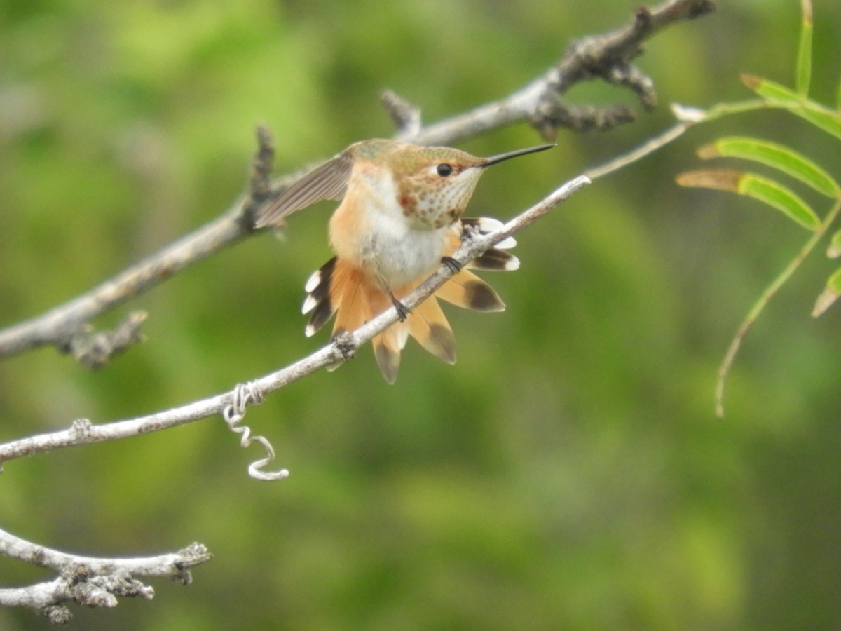 Rufous Hummingbird - RJ Baltierra
