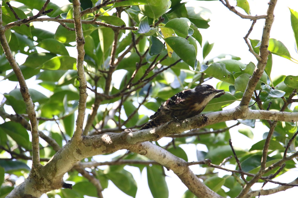 Japanese Pygmy Woodpecker - Kuang-Ping Yu