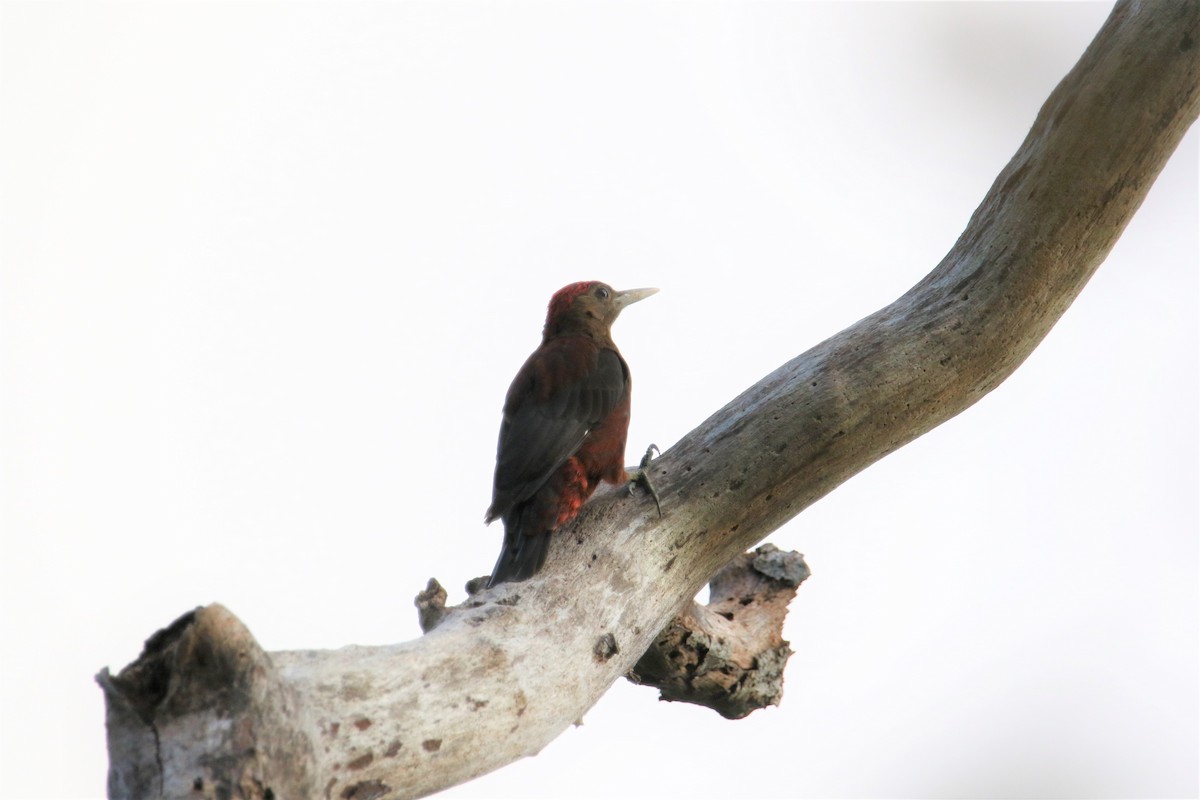 Okinawa Woodpecker - Kuang-Ping Yu