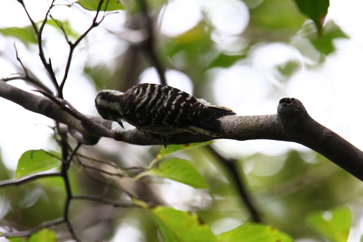 Japanese Pygmy Woodpecker - ML114309391