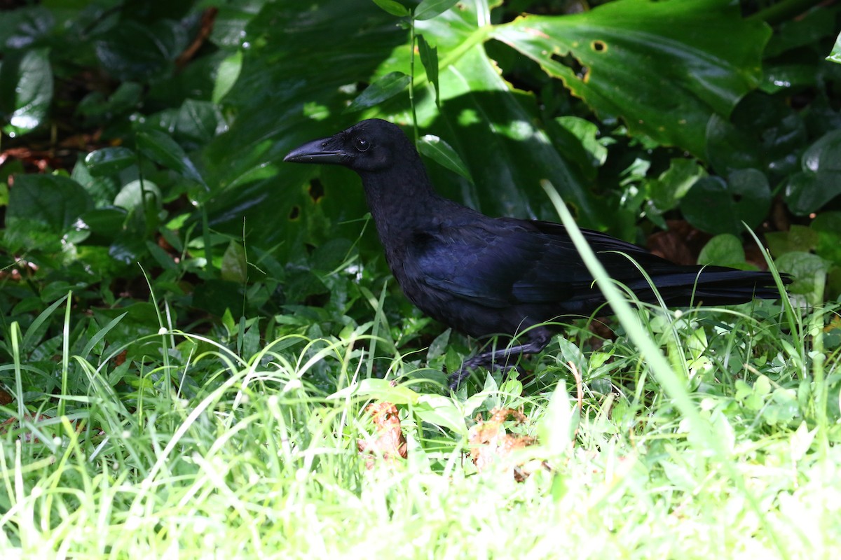 Large-billed Crow - ML114309721