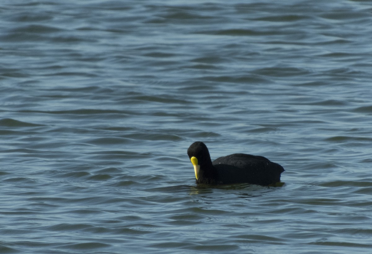 White-winged Coot - ML114309821