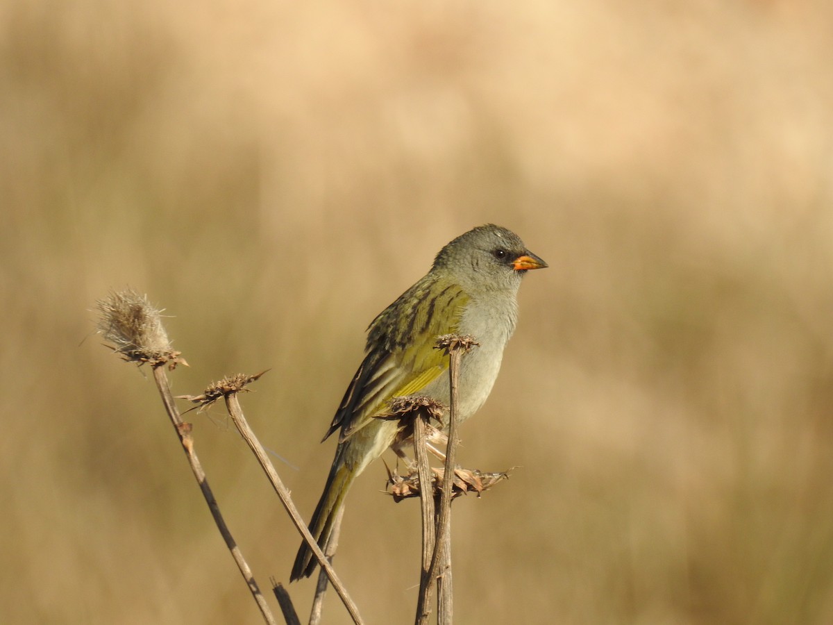 Great Pampa-Finch - COA LOBERIA