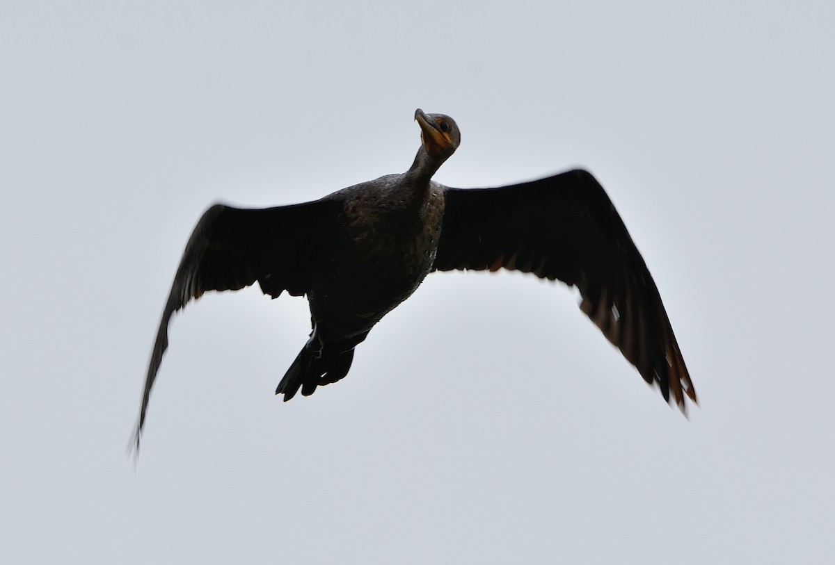 Double-crested Cormorant - John Gordinier