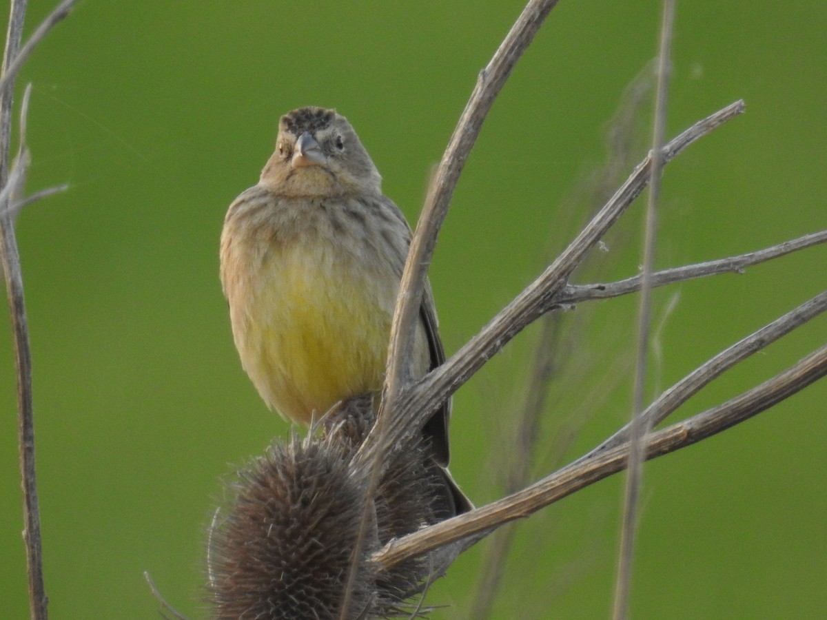 Grassland Yellow-Finch - ML114312321