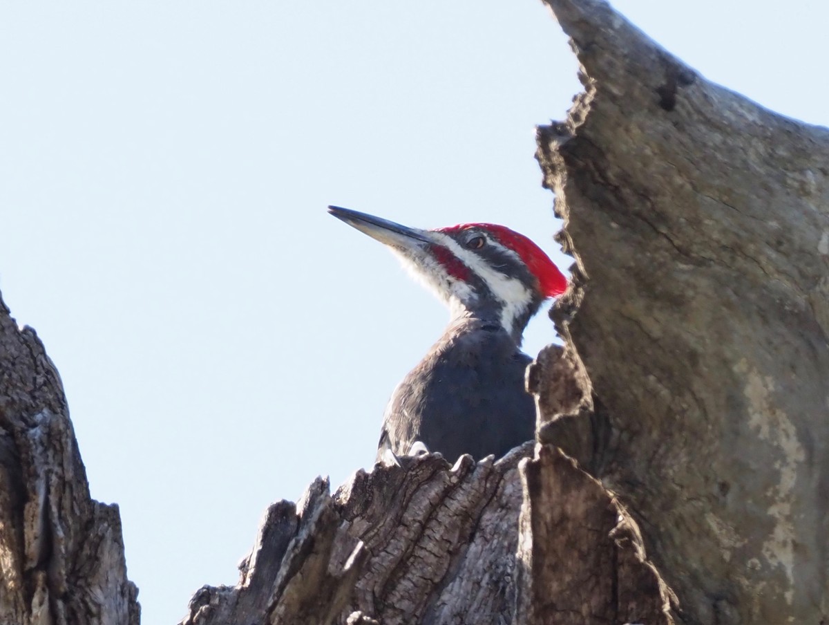 Pileated Woodpecker - John Anderson