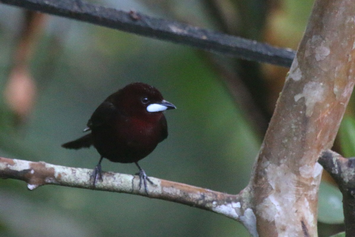 Silver-beaked Tanager - ML114315791