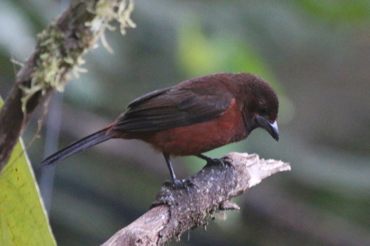 Silver-beaked Tanager - ML114315891