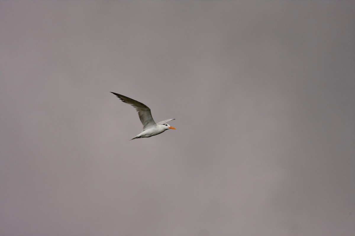 Royal Tern - Matt Brady