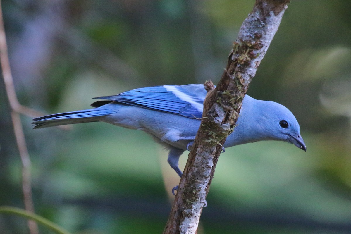 Blue-gray Tanager - ML114316051