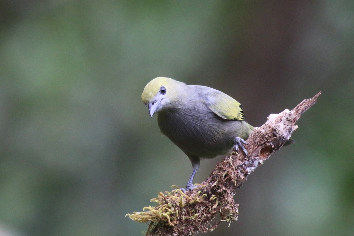Palm Tanager - ML114316161