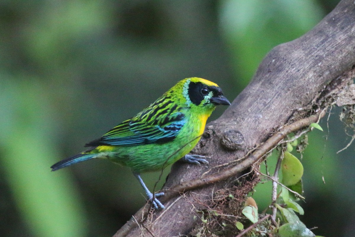 Green-and-gold Tanager - ML114316451