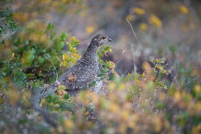 Sooty Grouse