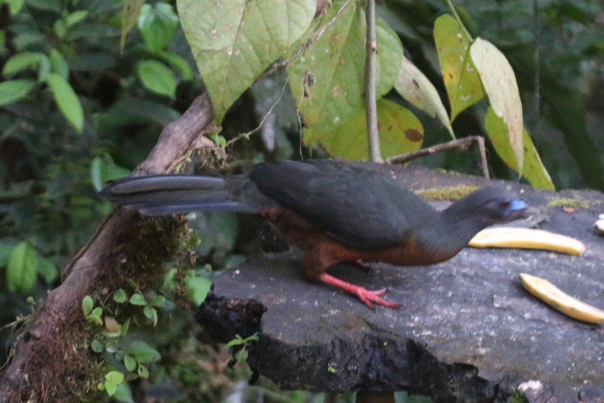 Sickle-winged Guan - ML114317431