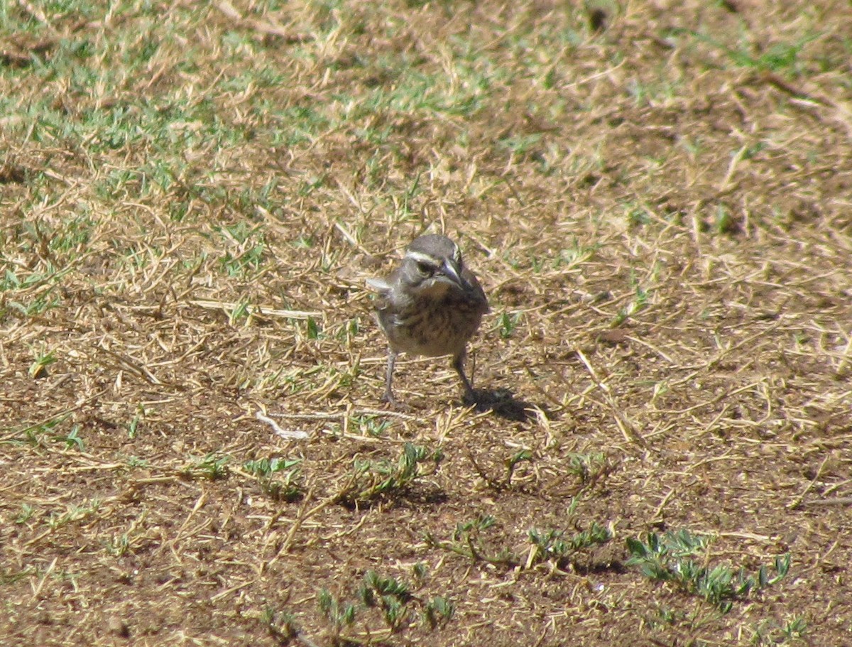 Black-throated Sparrow - Darren Dowell