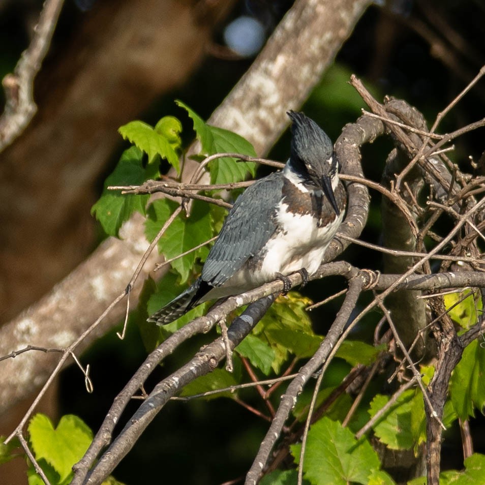 Belted Kingfisher - ML114319101
