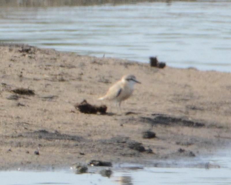 White-fronted Plover - ML114319121