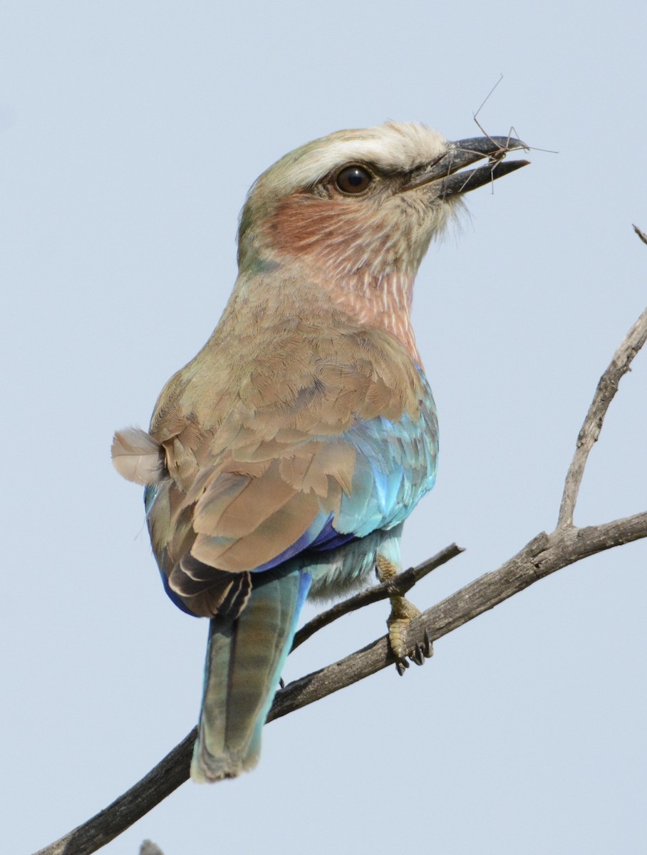 Lilac-breasted Roller - ML114319351