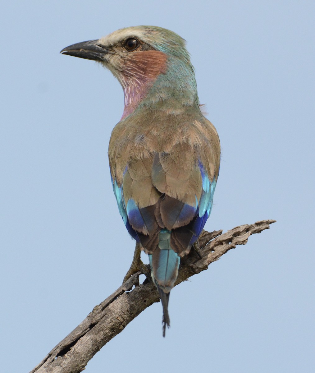 Lilac-breasted Roller - ML114319361