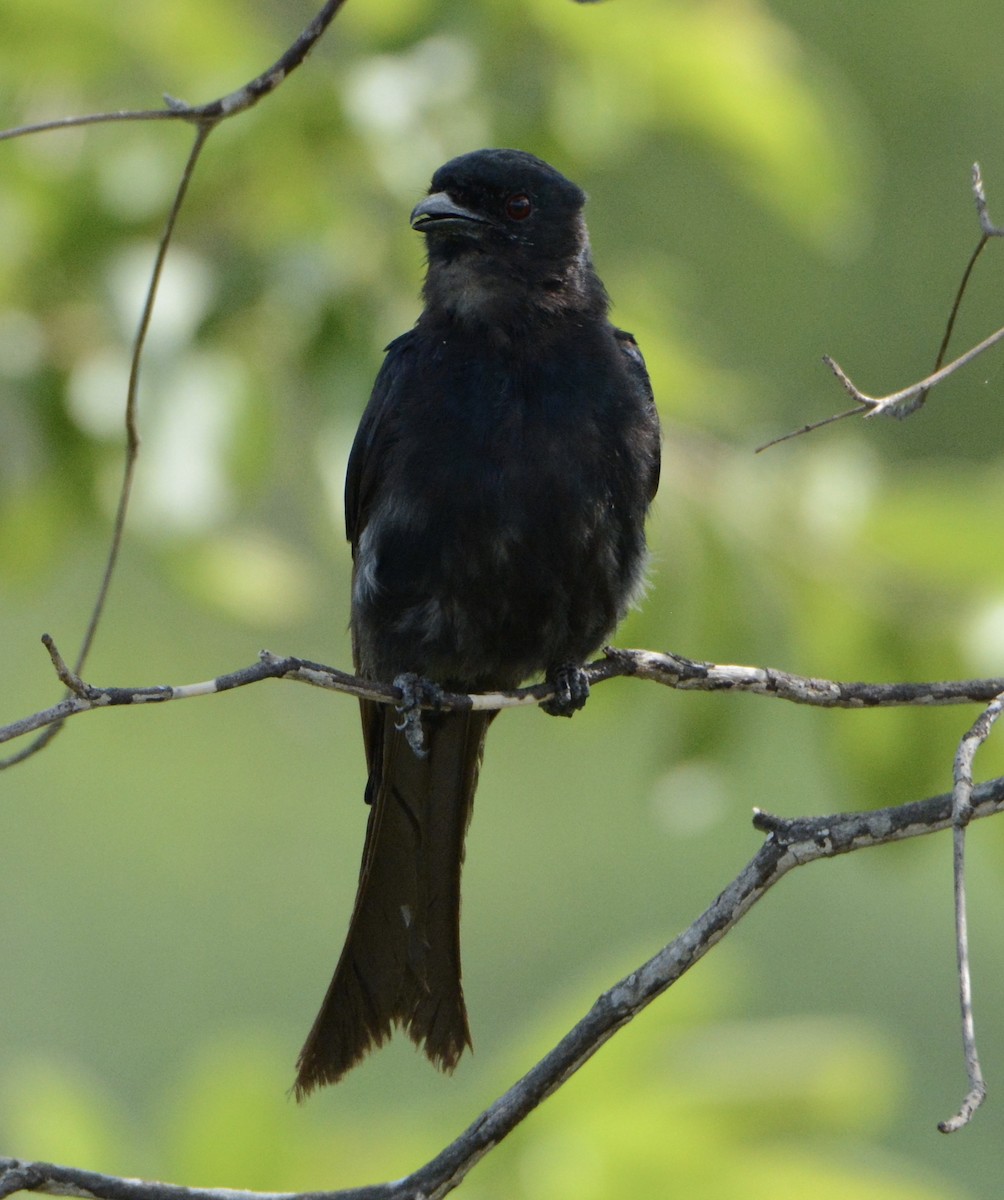 Fork-tailed Drongo - ML114319481