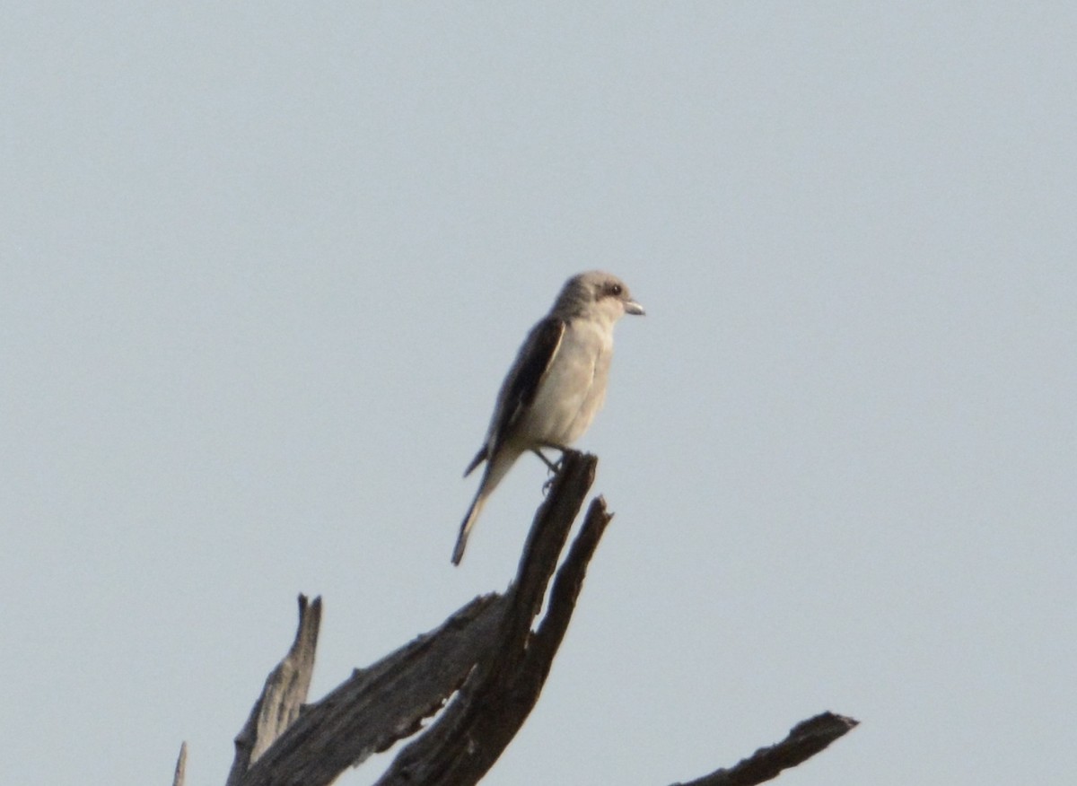 Lesser Gray Shrike - ML114320131